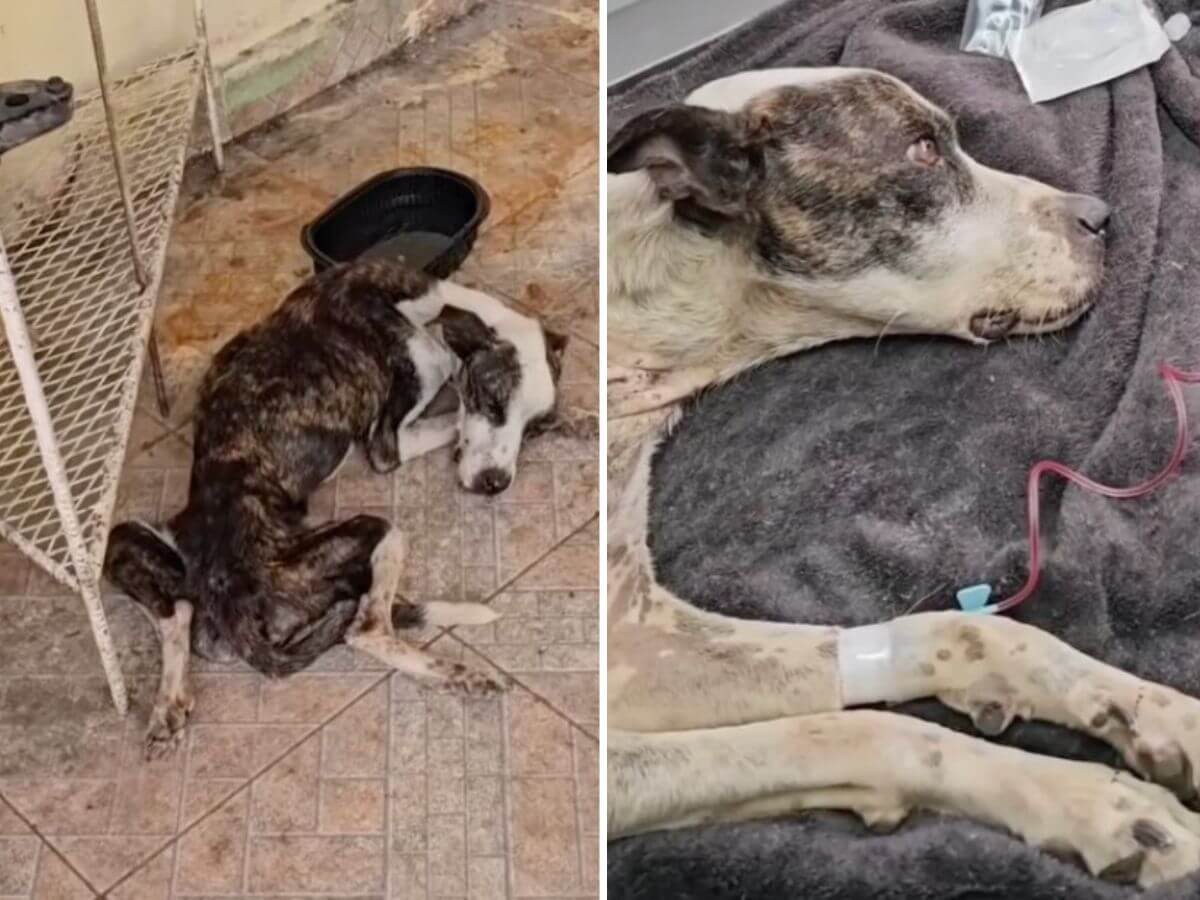 Disney rescue story