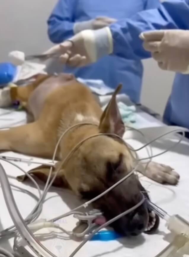 Eva getting her surgery done