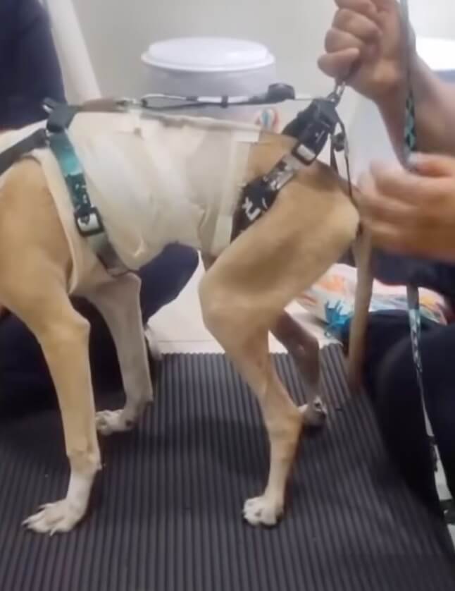 Eva learning to walk again