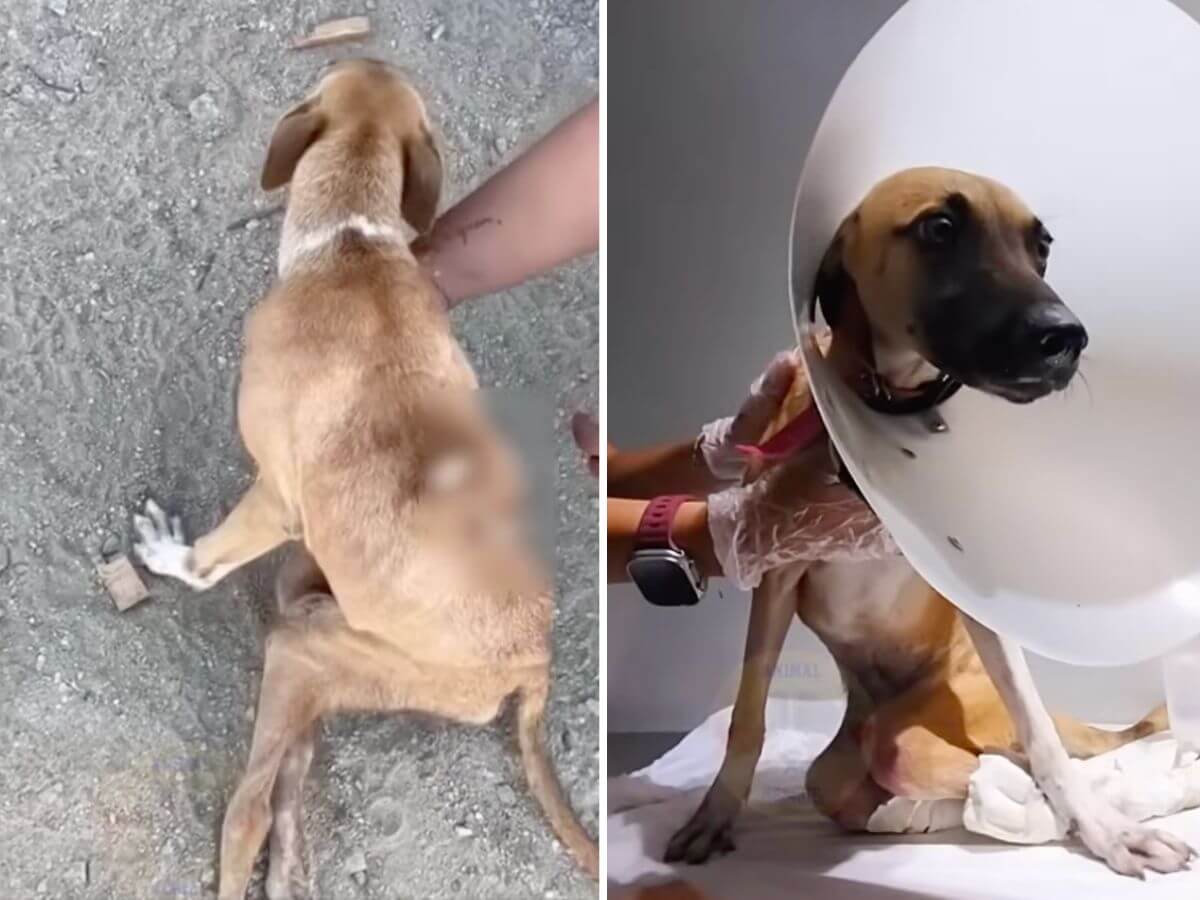Eva rescue story