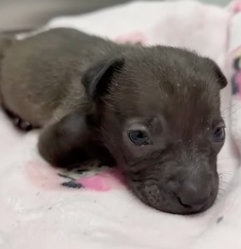 How Minnie arrived at the shelter