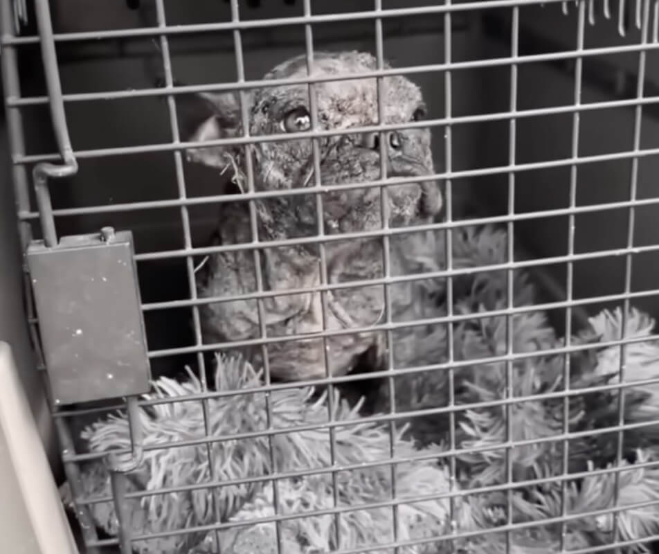 How Mogwai was found
