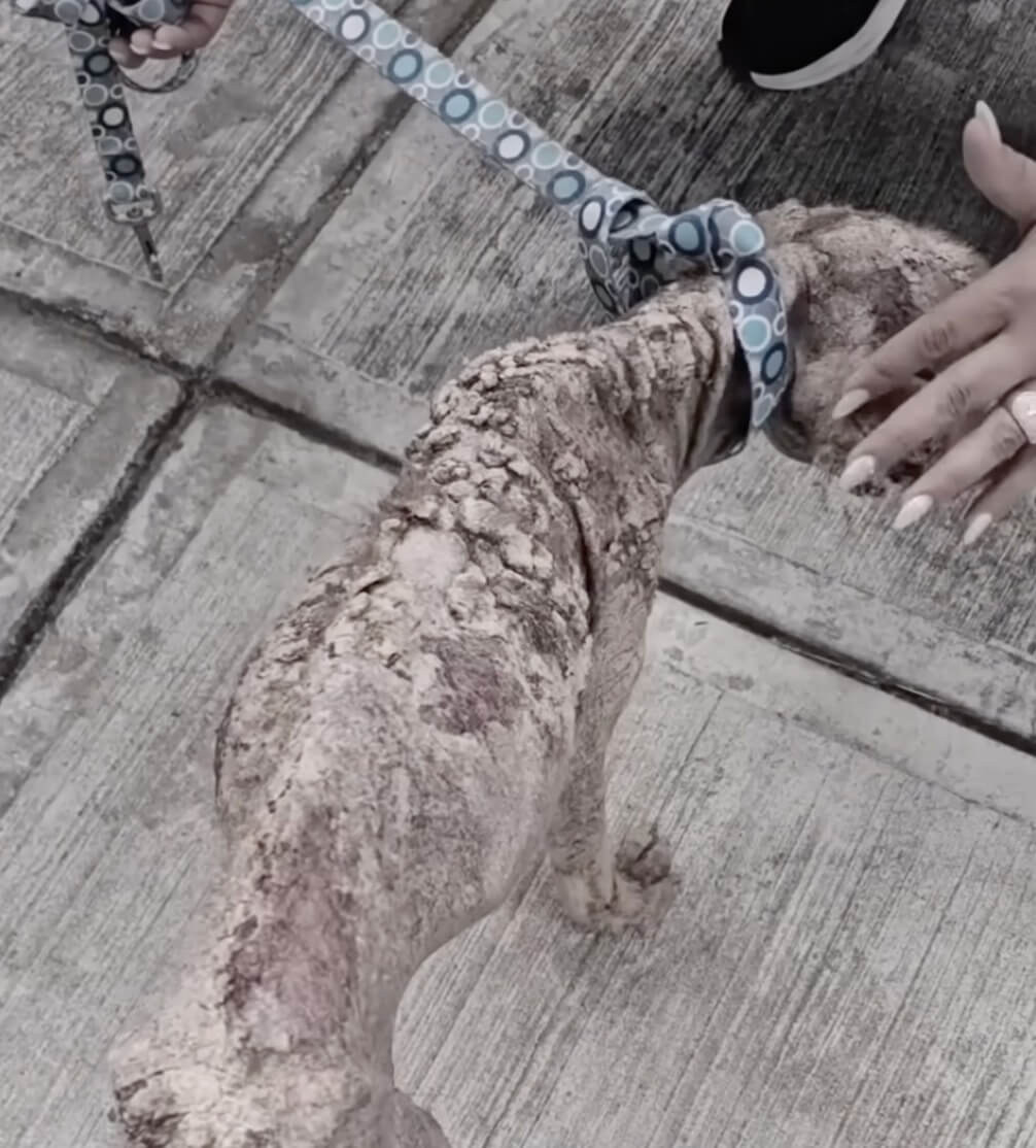 How Molito was found