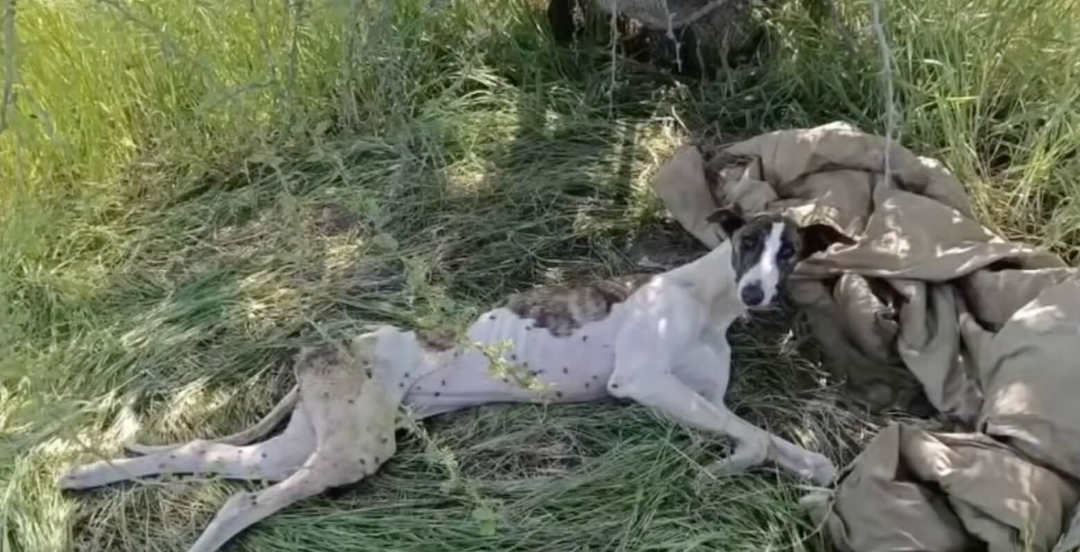 How Sarita was found