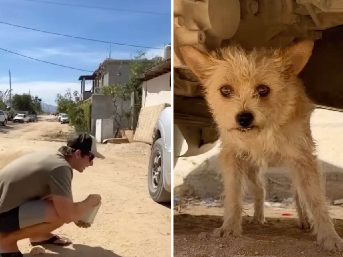 Little puppy rescue story