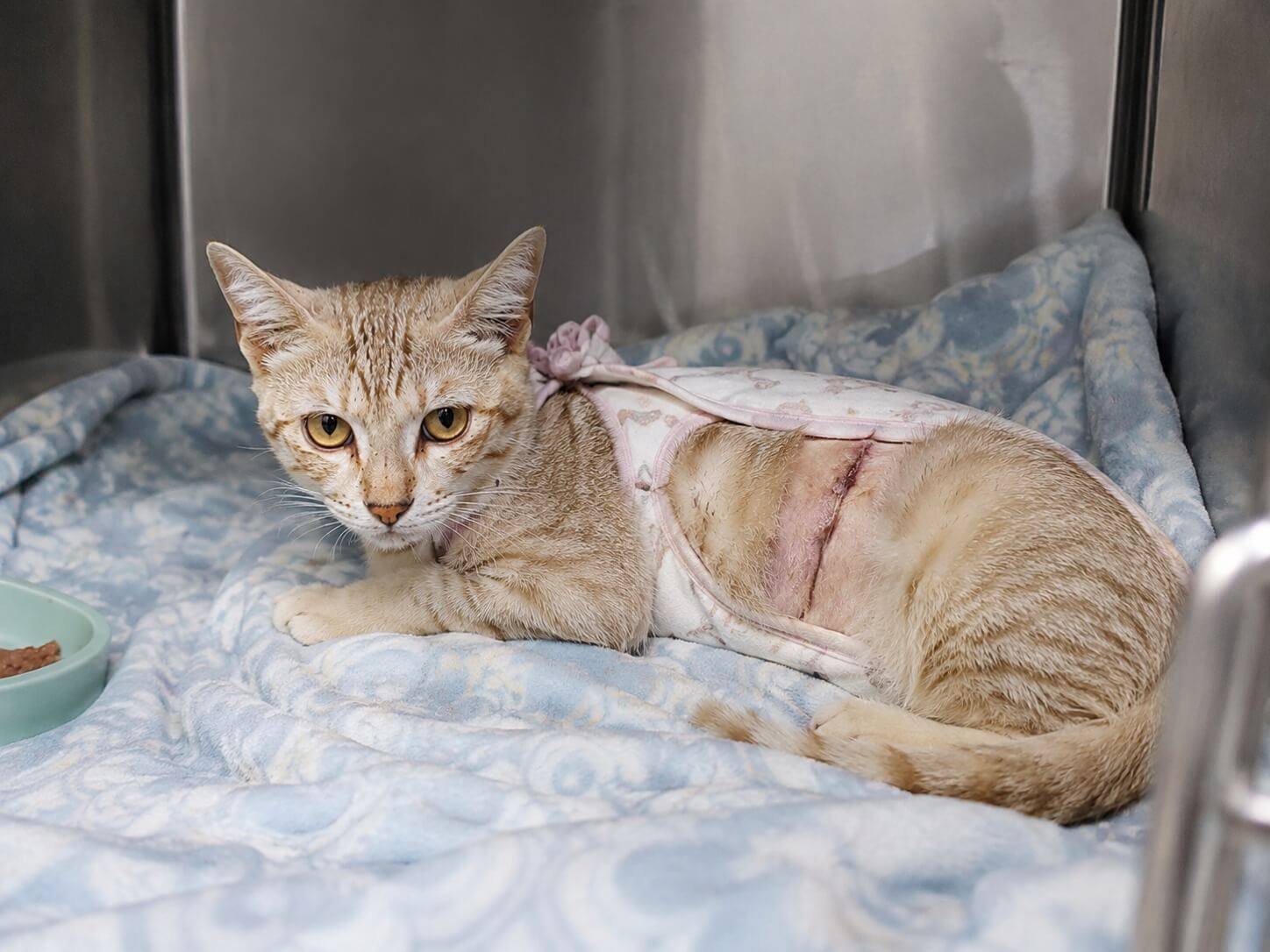 Luna recovering