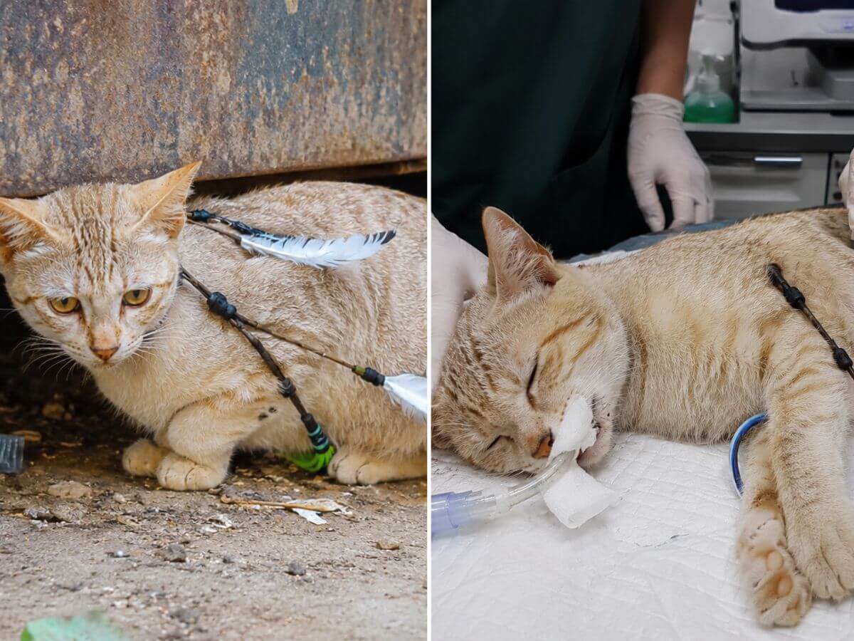 Luna rescue story