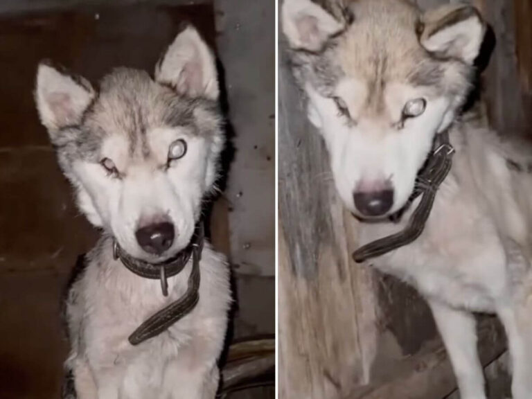 Marty rescue story