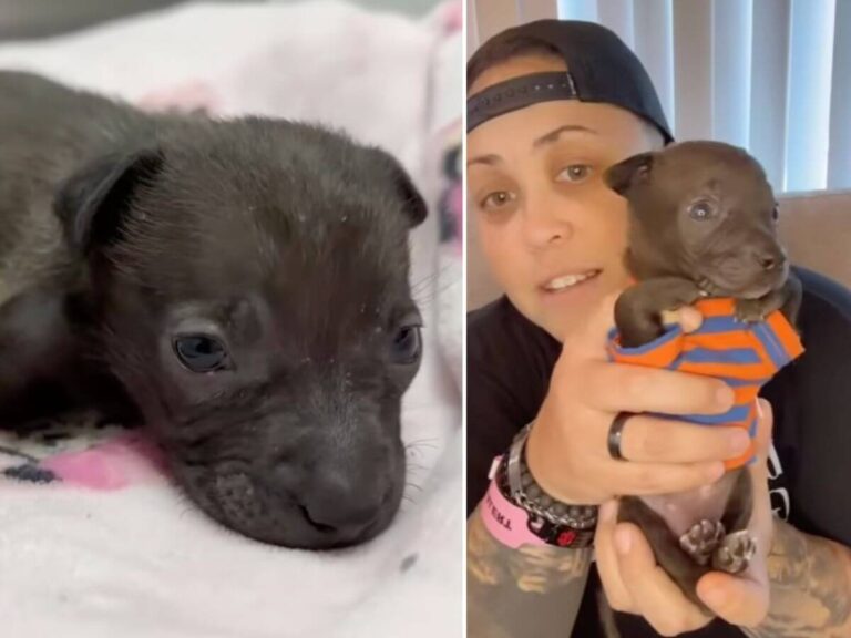 Minnie rescue story