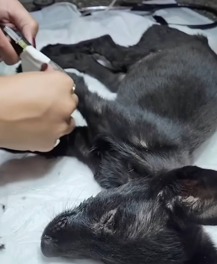 Miracle at the vet clinic