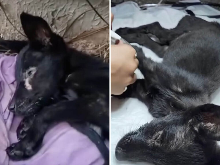 Miracle rescue story