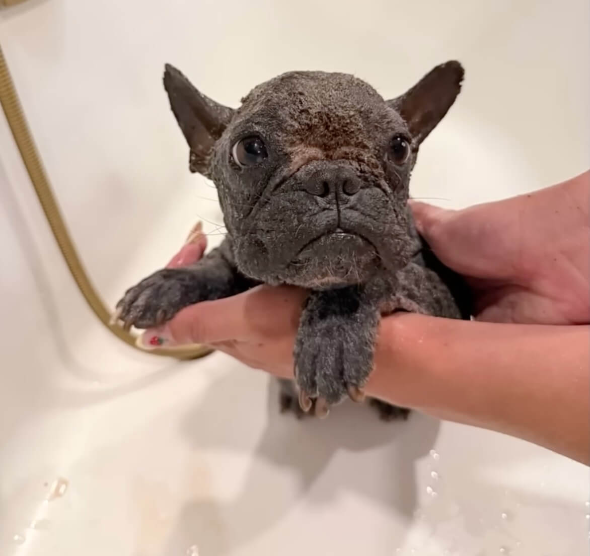 Mogwai getting her treatment