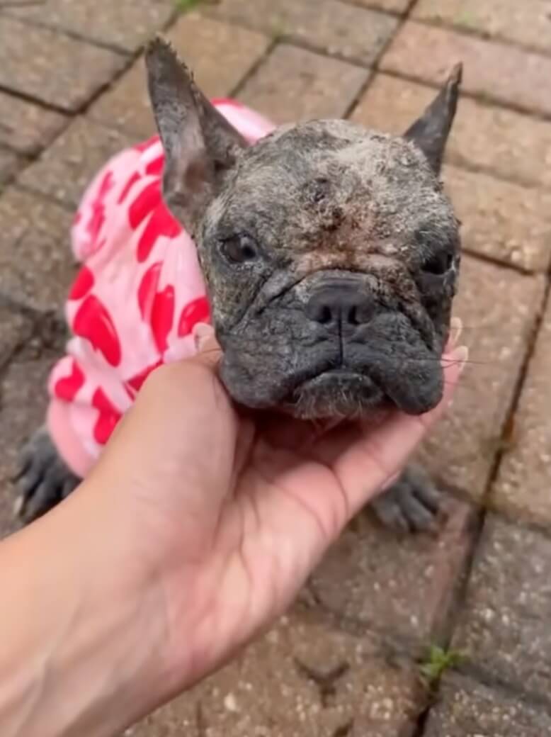 Mogwai recovering