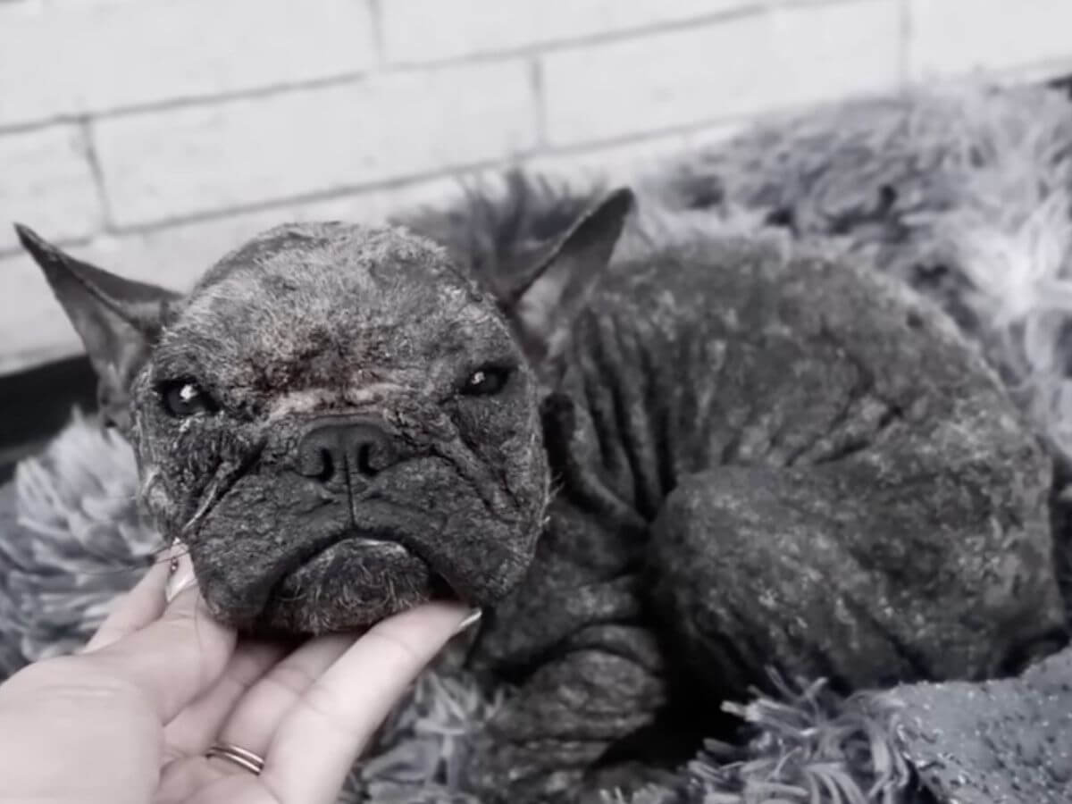 Mogwai rescue story