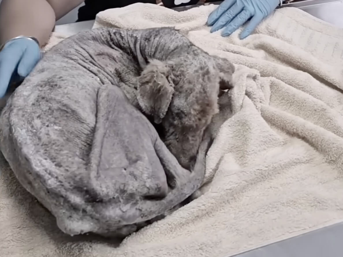 Molito getting his treatment done