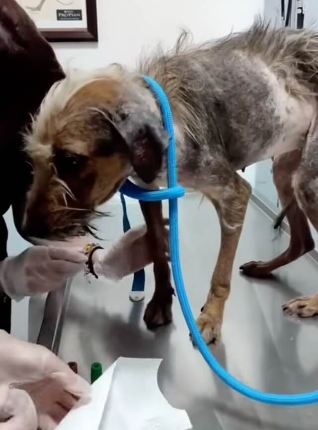 Nazli at the vet clinic