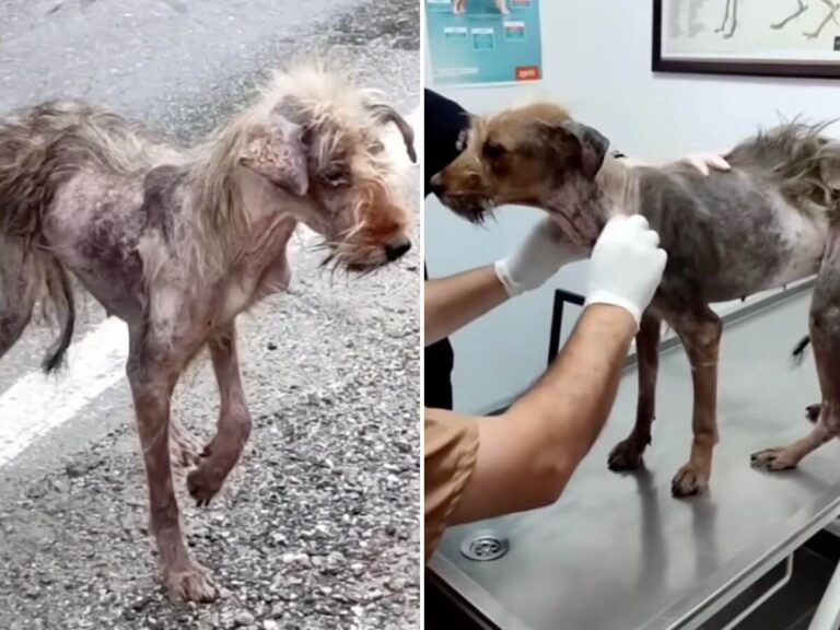 Nazli rescue story