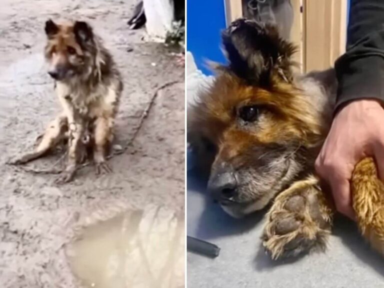 Phoenix rescue story