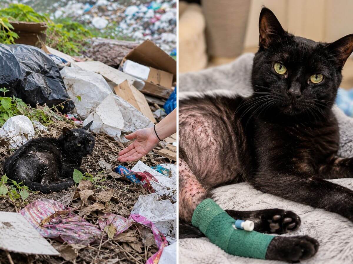 Poppy rescue story