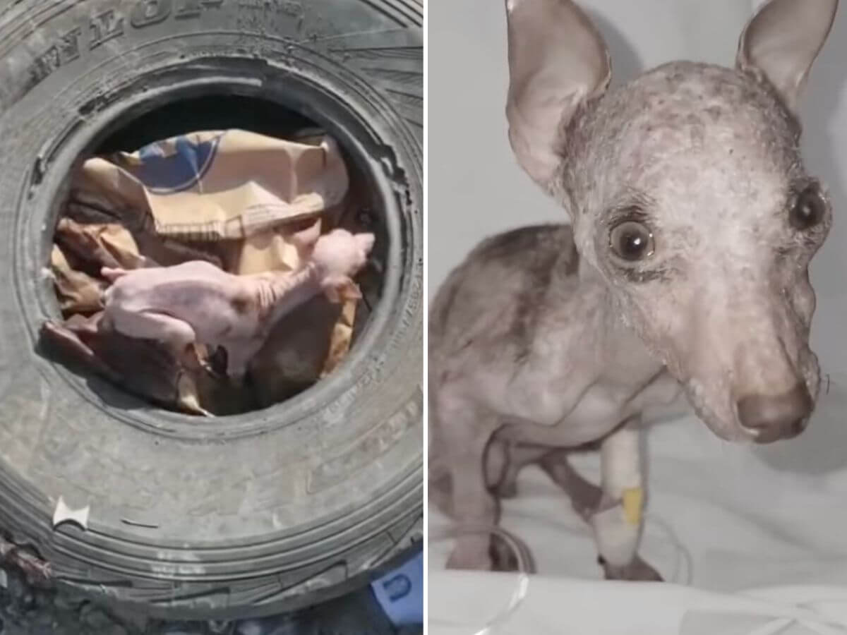 Puppy rescue story