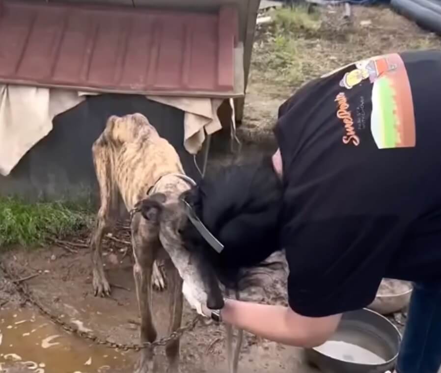Rescuers taking her to vet clinic