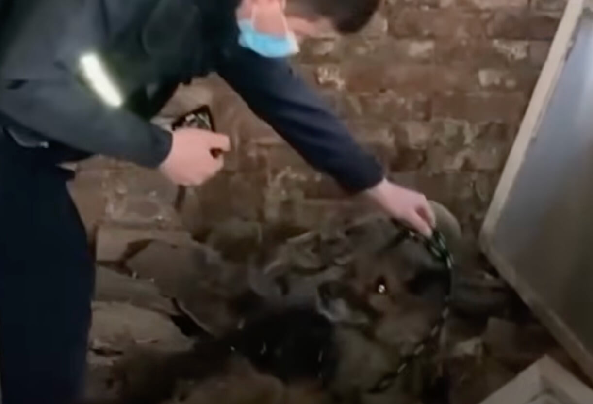 Rescuers taking him to the vet clinic