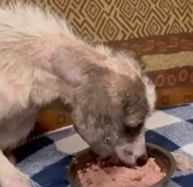 Robbie eating