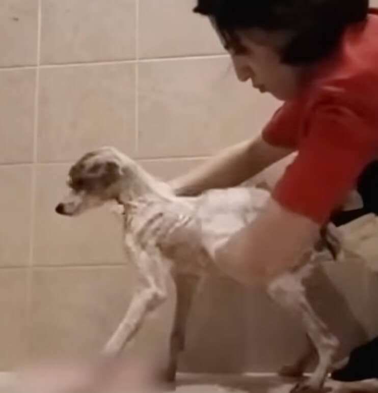 Robbie getting medicated bath
