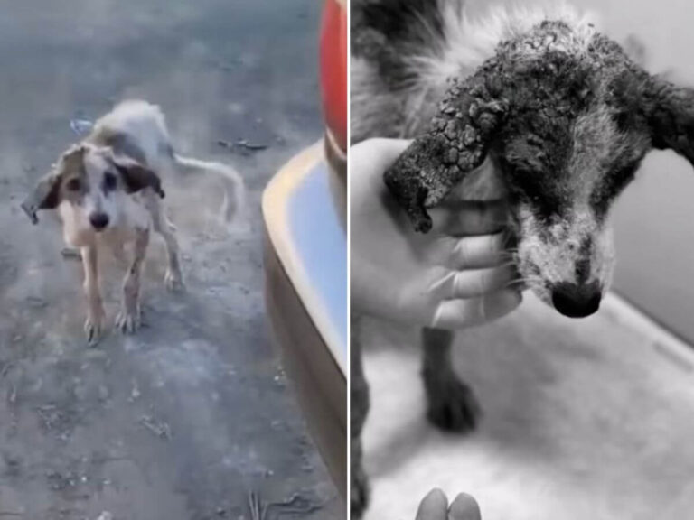 No One Knew If This Dog Would Survive the Night. Then They Saw His Eyes