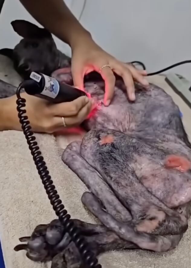 Sarita at the vet clinic