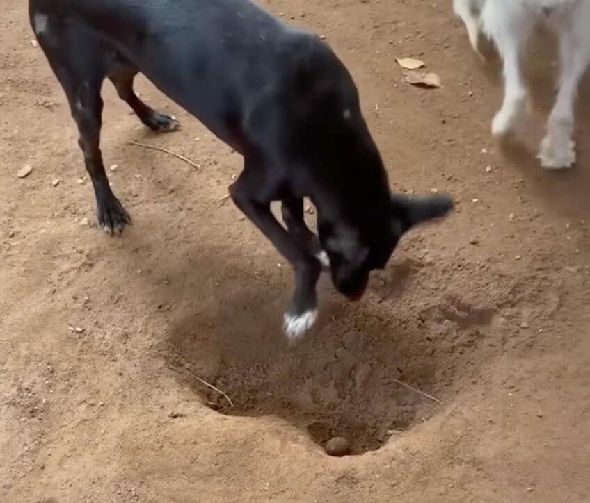 Sarita digging holes
