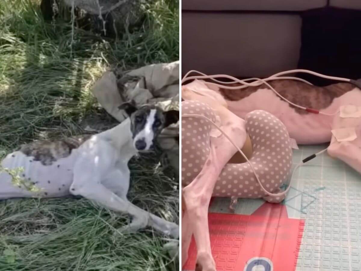 Sarita rescue story
