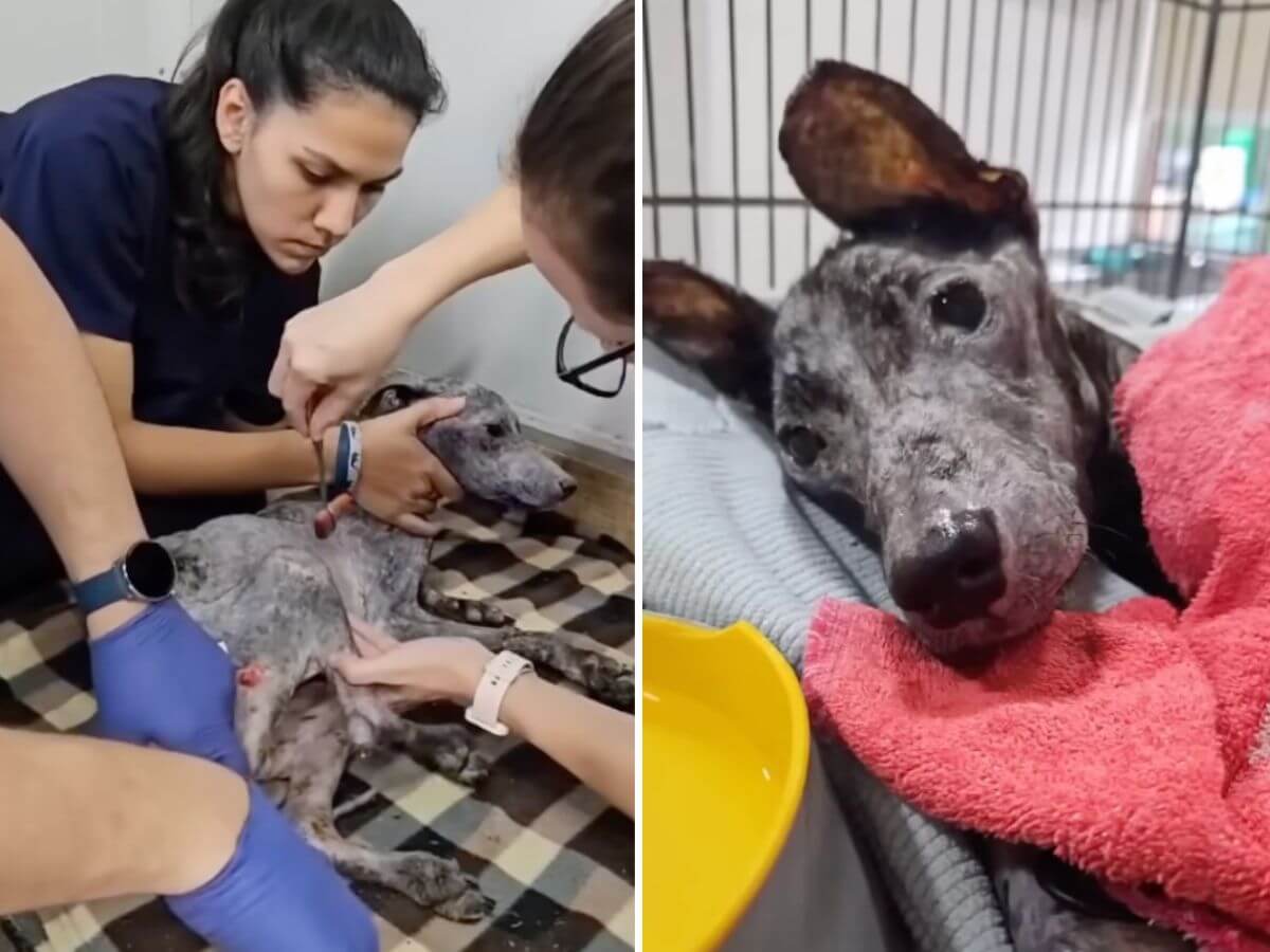 Sarita rescue story
