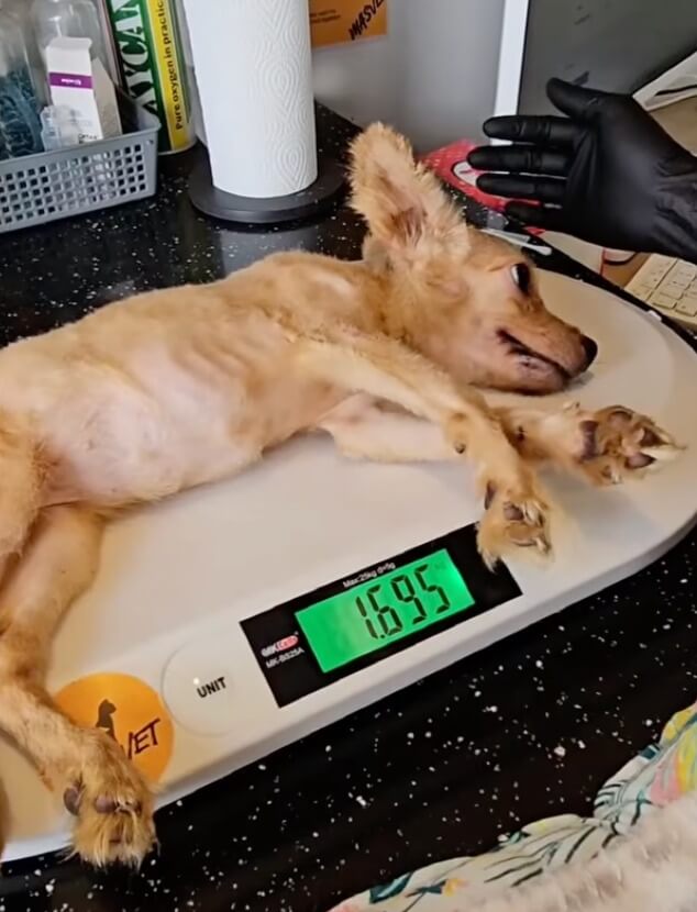 Selena getting her treatment done