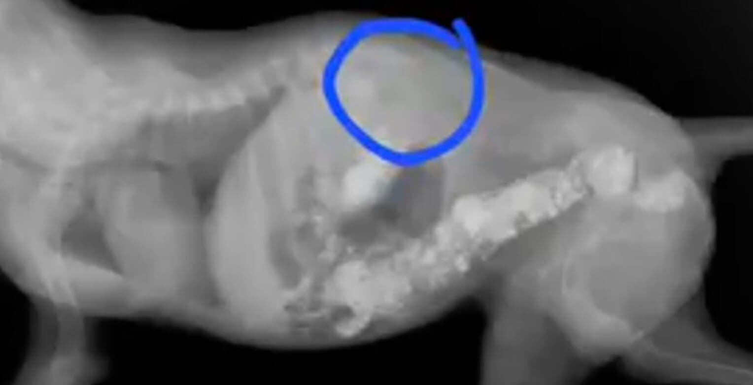 Selena's X-ray report