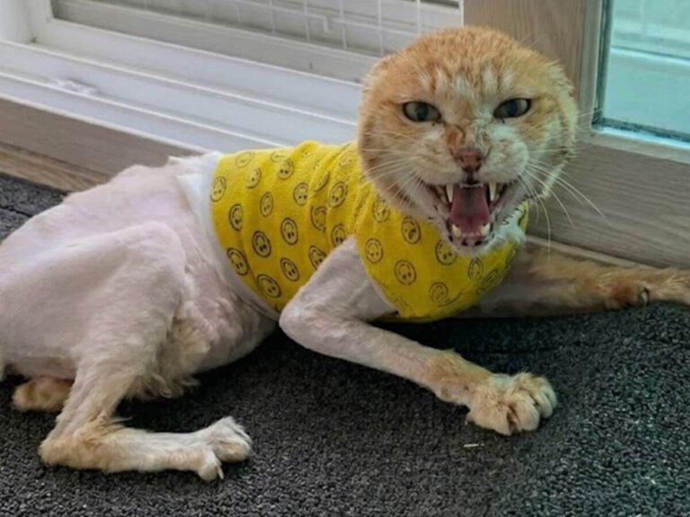 Slgeum rescue story