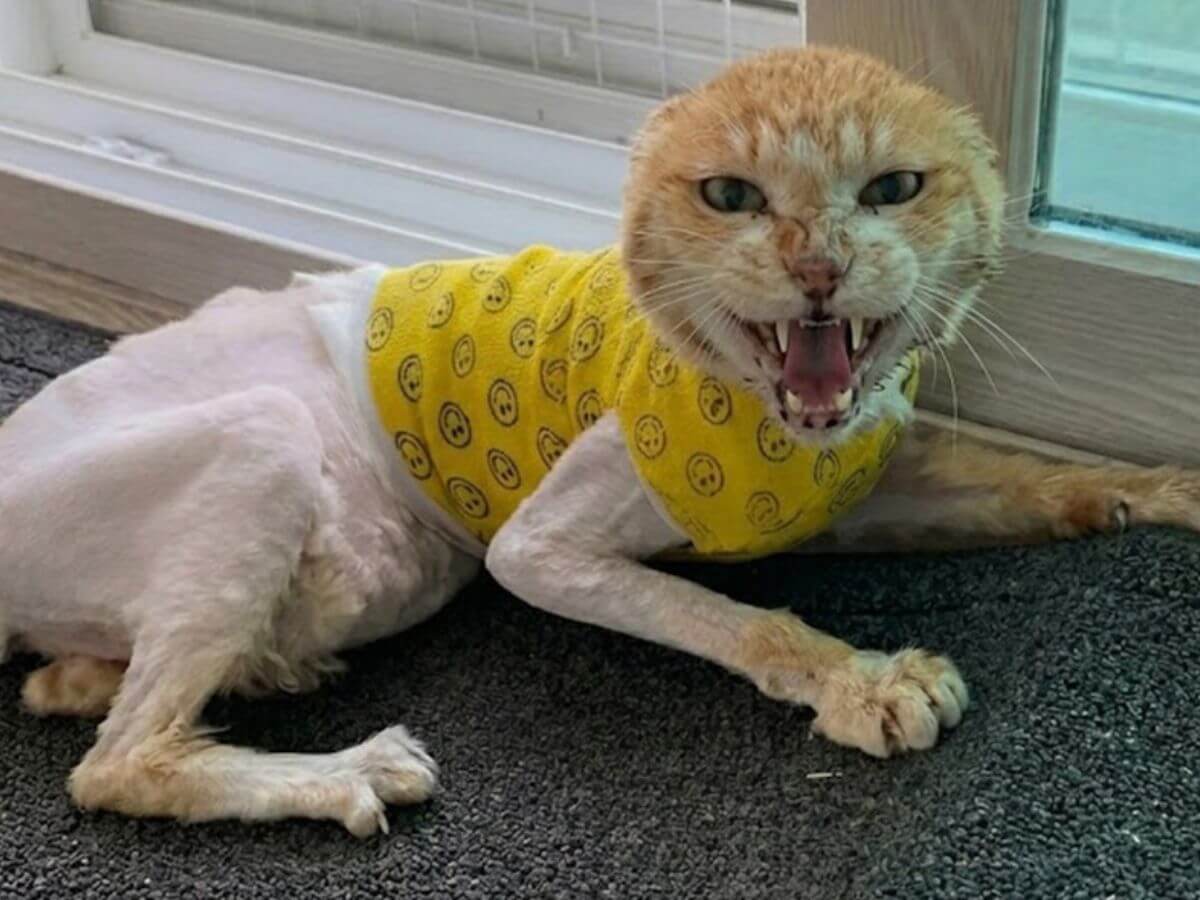 Slgeum rescue story