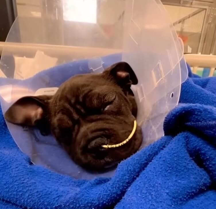 Squid getting his treatments again