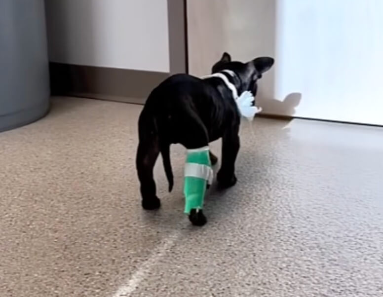 Squid recovering