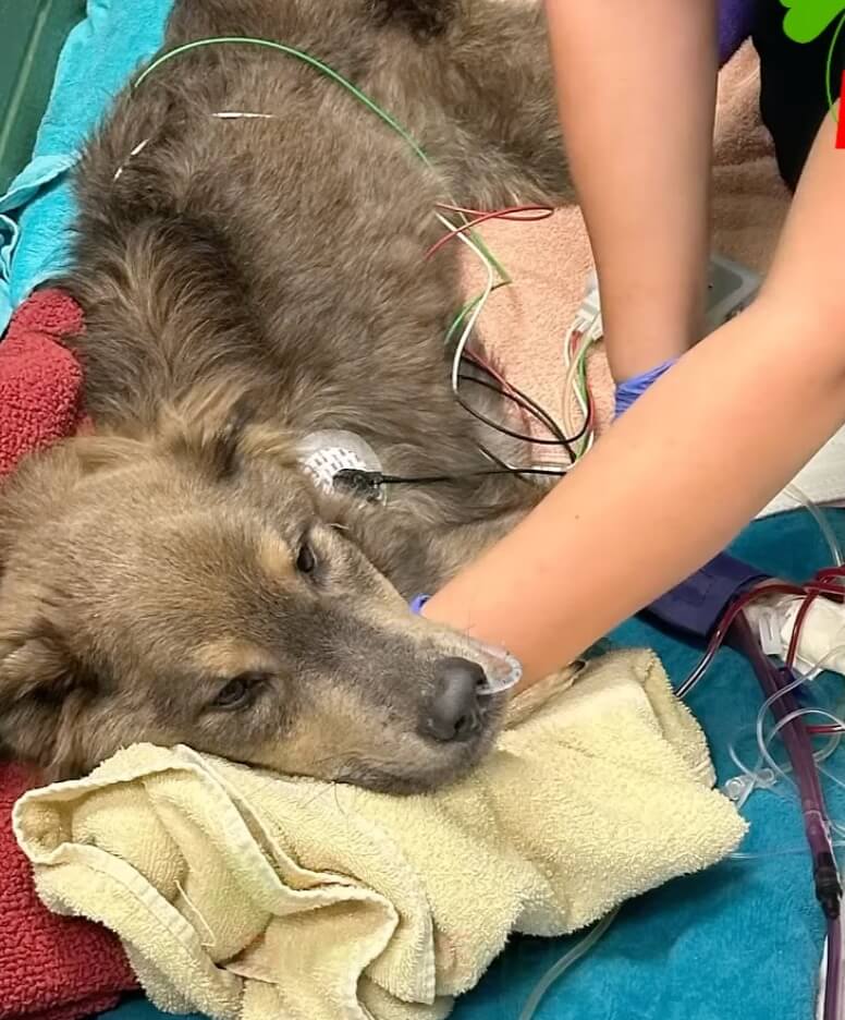 Sugar Snap getting his treatment done