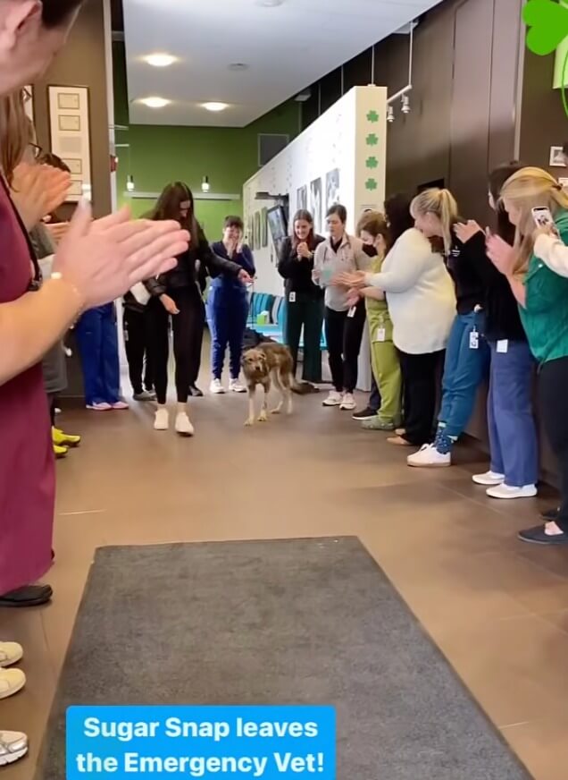 Sugar Snap leaving the emergency vet