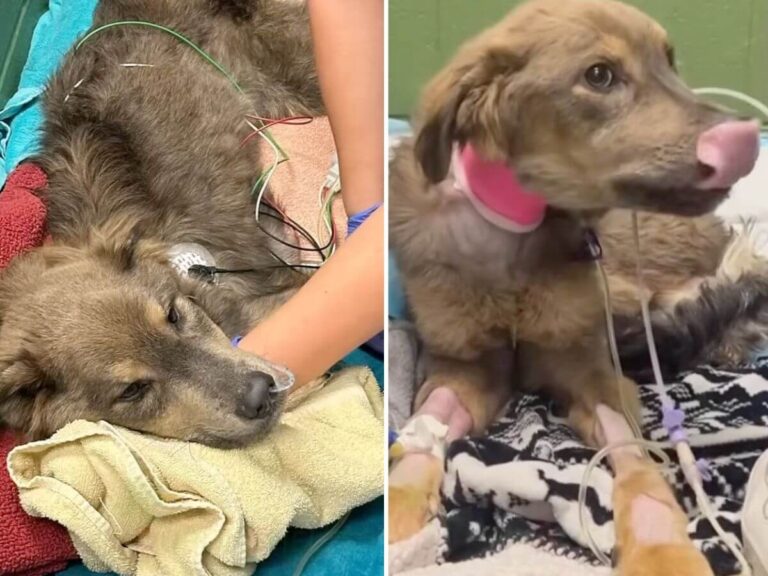 Sugar Snap rescue story