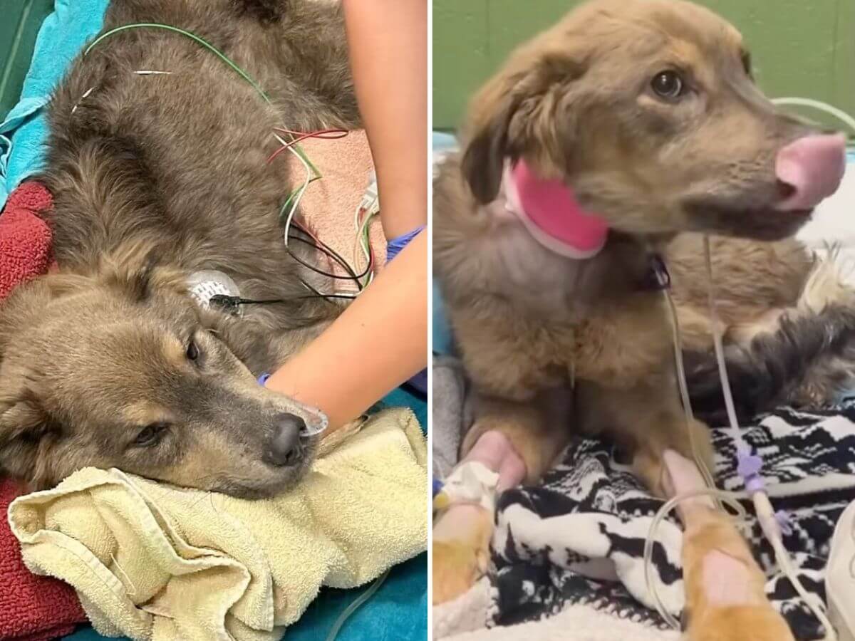 Sugar Snap rescue story