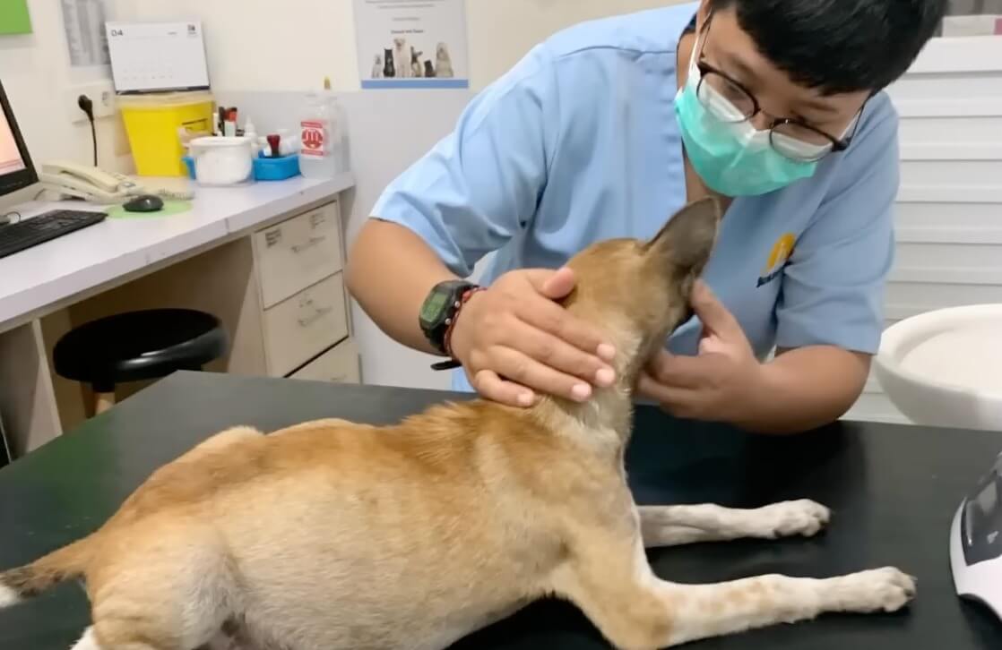 Toby at the vet clinic