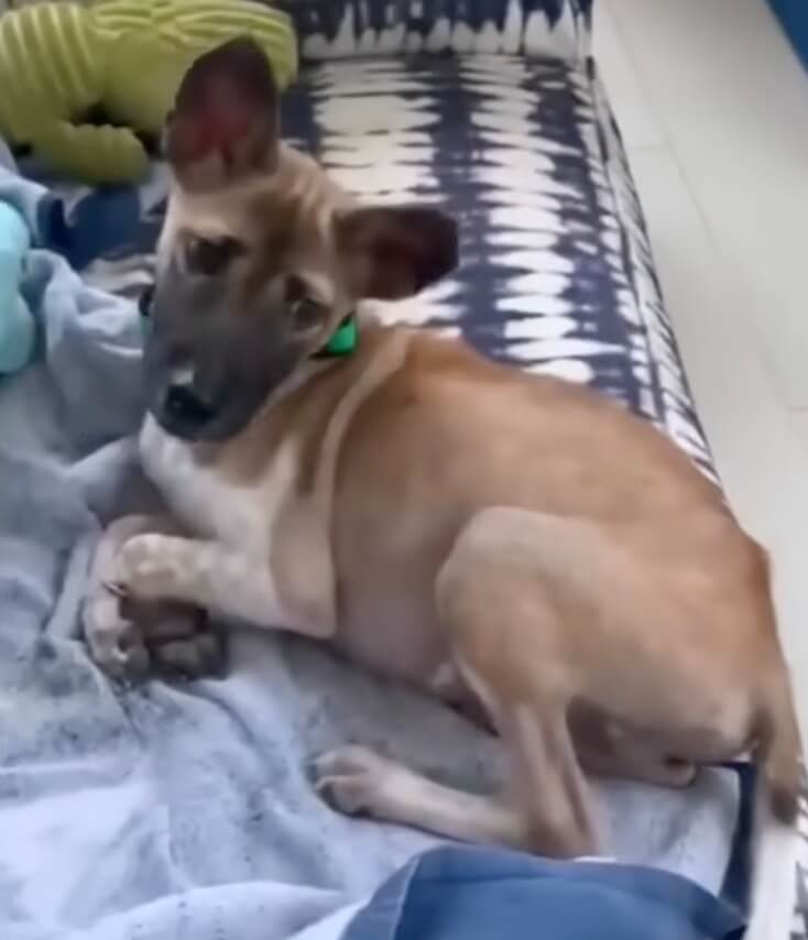 Toby in foster home