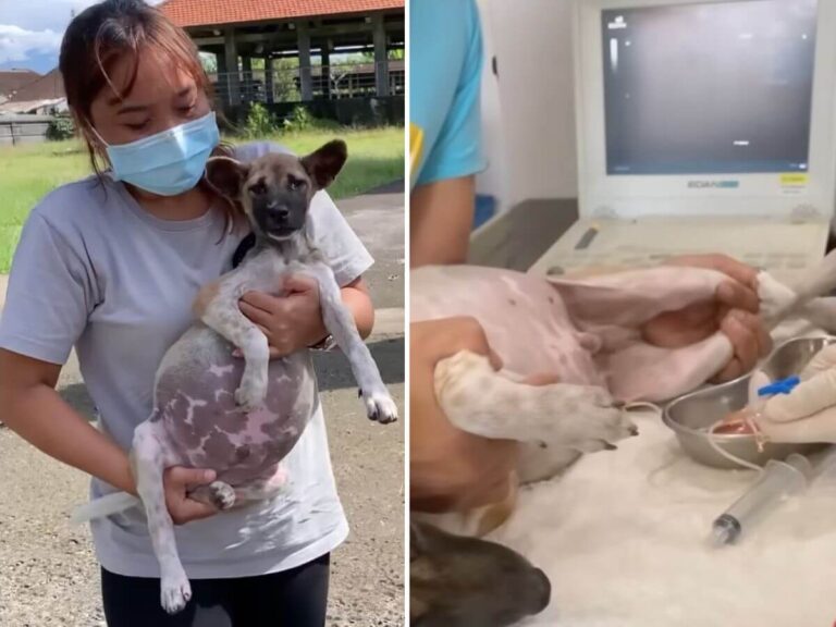 Toby rescue story