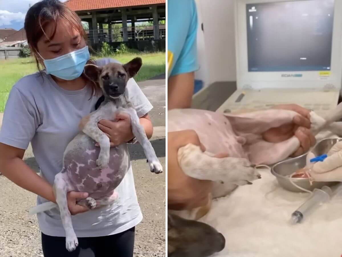 Toby rescue story