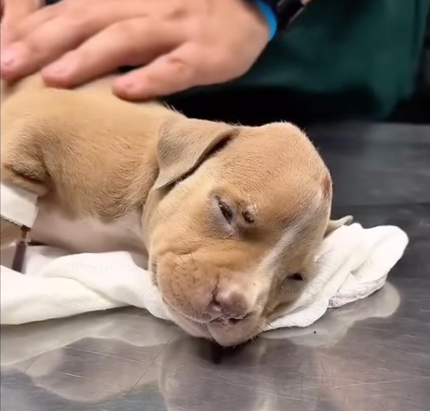 Valentina at the the vet clinic