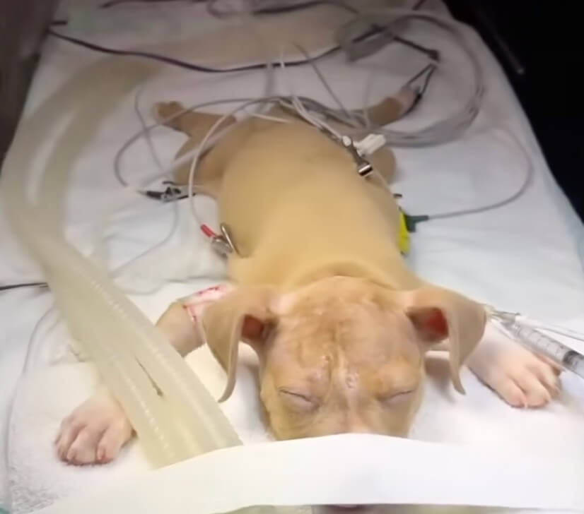 Valentina before her surgery
