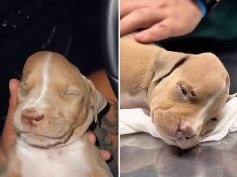 Valentina rescue story